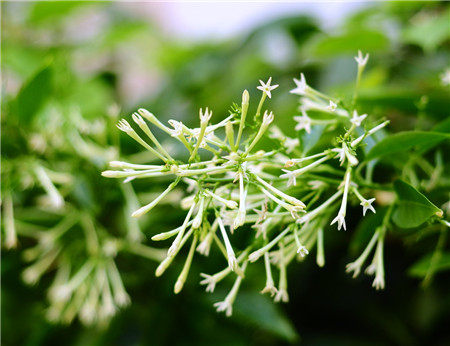 夜來香什么時候開花