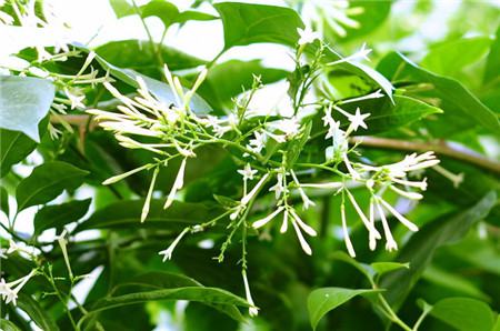 怎么讓夜來香多開花