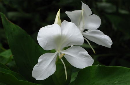 姜花的開花形態(tài)