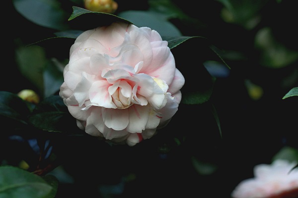 如何延長(zhǎng)茶花花期