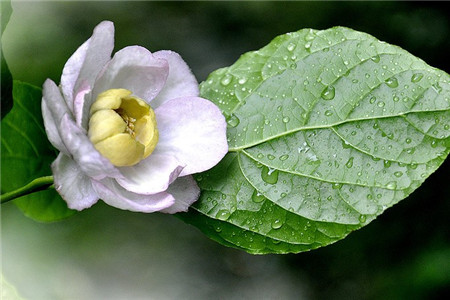 夏臘梅開花圖片欣賞