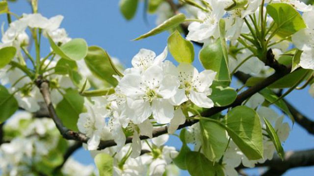 中國(guó)十二個(gè)月的花神各是什么