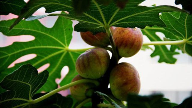 陽臺無花果的種植方法