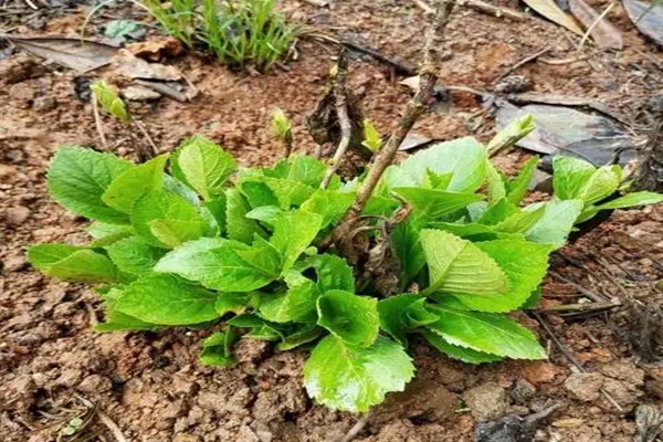 室內(nèi)繡球這么養(yǎng)，剪個枝種十盆，一分錢不花！