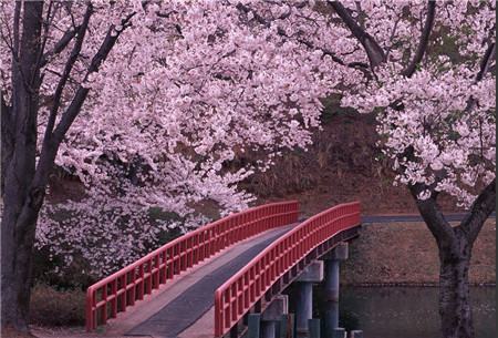 櫻花開花圖片欣賞