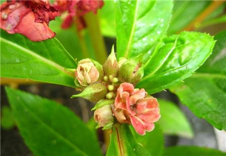 茶花鳳仙開花圖片欣賞