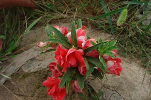 茶花鳳仙什么時(shí)候開花