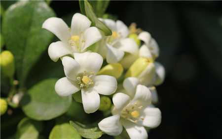 七里香開花形態(tài)