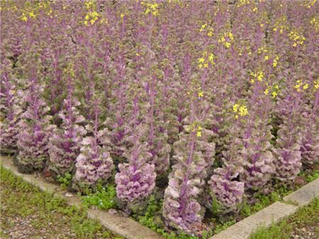 羽衣甘藍開花