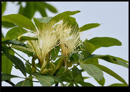 發(fā)財(cái)樹開(kāi)花的圖片