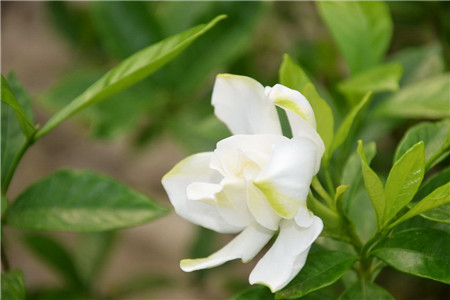 美麗的梔子花