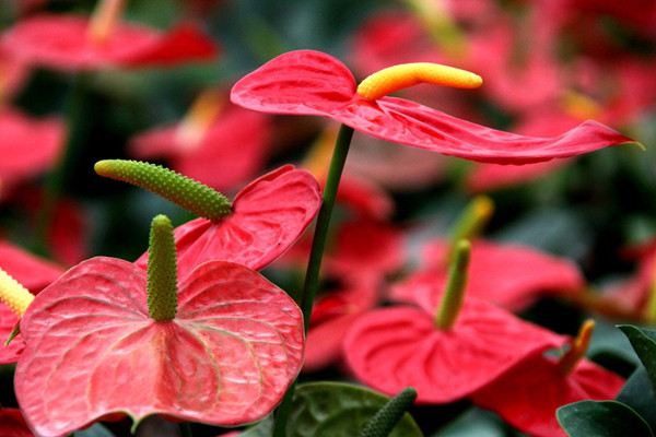 過年花擺對位置，才能旺家旺財保平安