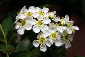 山楂什么時(shí)候開花結(jié)果