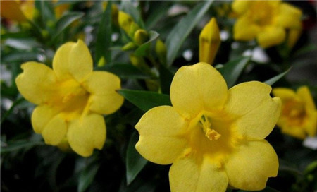 法國(guó)香水花開花圖片欣賞