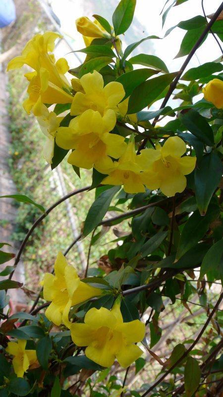 法國(guó)香水花開花圖片