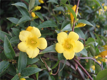 法國(guó)香水花開花