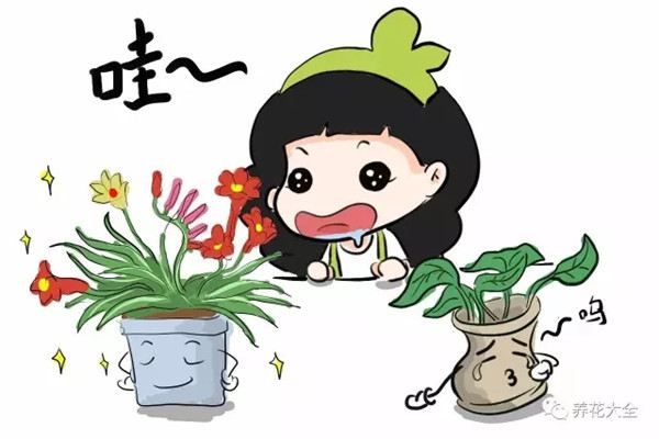 別只養(yǎng)綠蘿吊蘭，這些花美到天際，你不試試