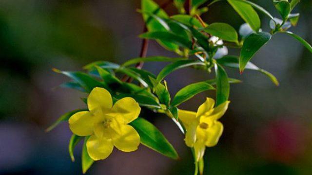 法國(guó)香水花什么時(shí)候開花