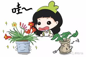 別只養(yǎng)綠蘿吊蘭，這些花美到天際，你不試試