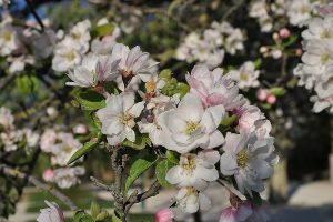 海棠花怎么延長花期