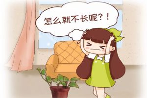 綠蘿君子蘭…長太慢？學(xué)2招，蹭蹭爬上墻，葉子綠得冒油！