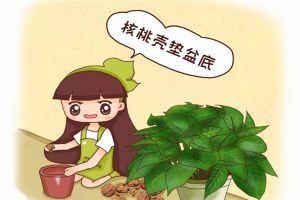 給花來個“人工呼吸”，葉子綠得像翡翠，養(yǎng)20年不爛根！