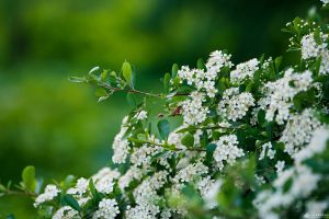 火棘開(kāi)花嗎