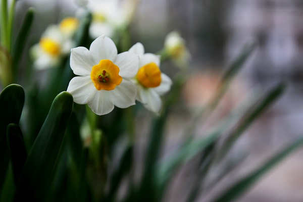 水仙花徒長怎么辦