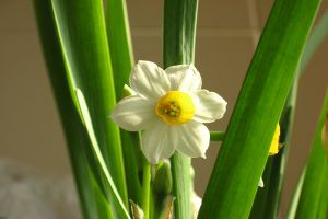 怎么樣讓水仙花葉子打卷