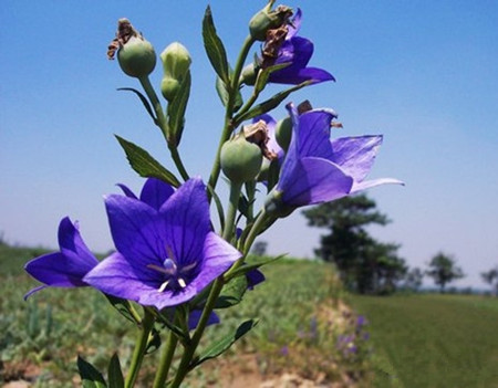 桔梗花開花的養(yǎng)護