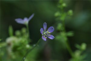 還亮草什么時(shí)候開(kāi)花