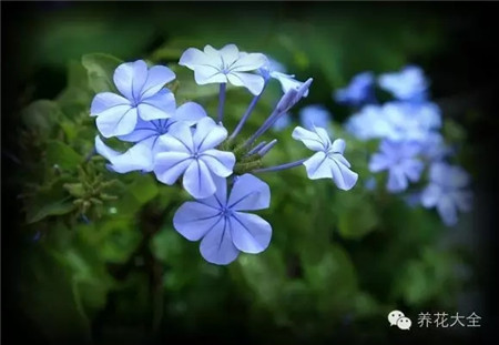 藍(lán)雪花