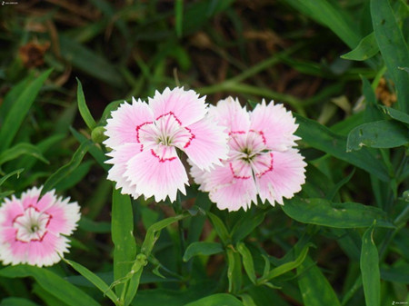 石竹花開花