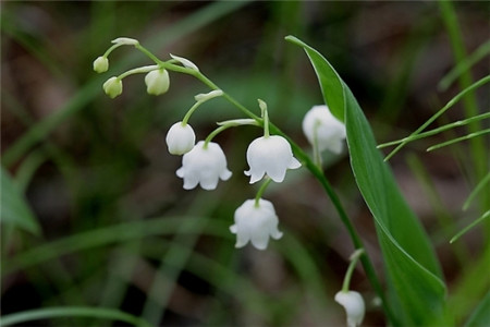 鈴蘭開花的養(yǎng)護