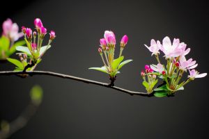 家里沒有光，養(yǎng)這6種植物也能開出花