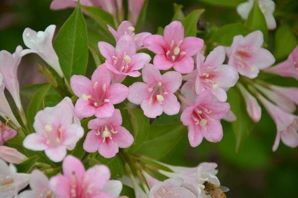 海仙花和錦帶花的區(qū)別