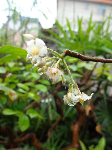 朱砂根的花期管理