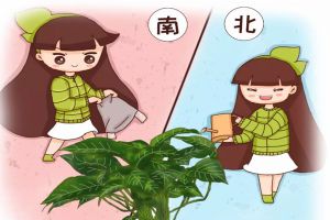 北澆淘米水，南用草木灰，用錯(cuò)了，99%的花都活不了！