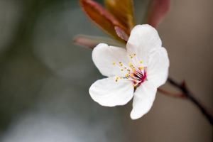 櫻花開花后怎么辦？