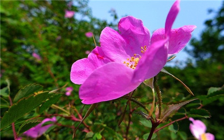 繅絲花開花欣賞