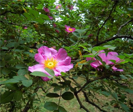 繅絲花開花欣賞圖片