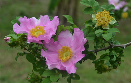 繅絲花欣賞