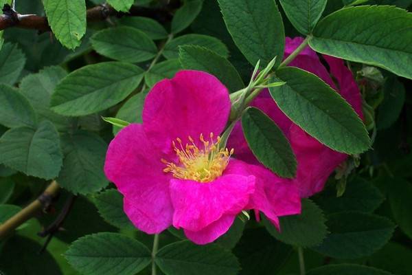 繅絲花什么時(shí)候開花