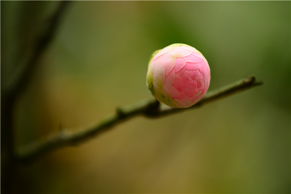 如何讓茶花盡快開(kāi)花