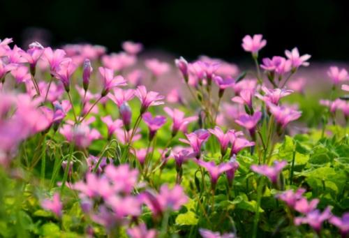 酢漿草花田