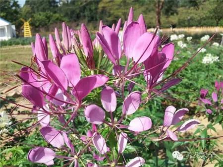 醉蝶花（8~9月賞）