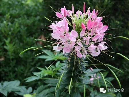 醉蝶花（8~9月賞）養(yǎng)護要點