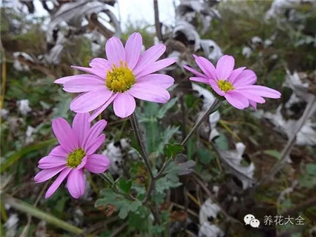 菊花（10~11月賞）養(yǎng)護要點