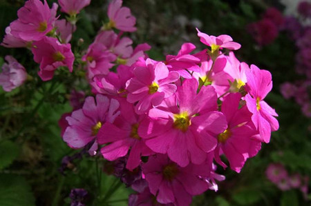 櫻草花花朵