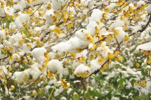 降霜下雪也能開花，這些植物太強(qiáng)悍